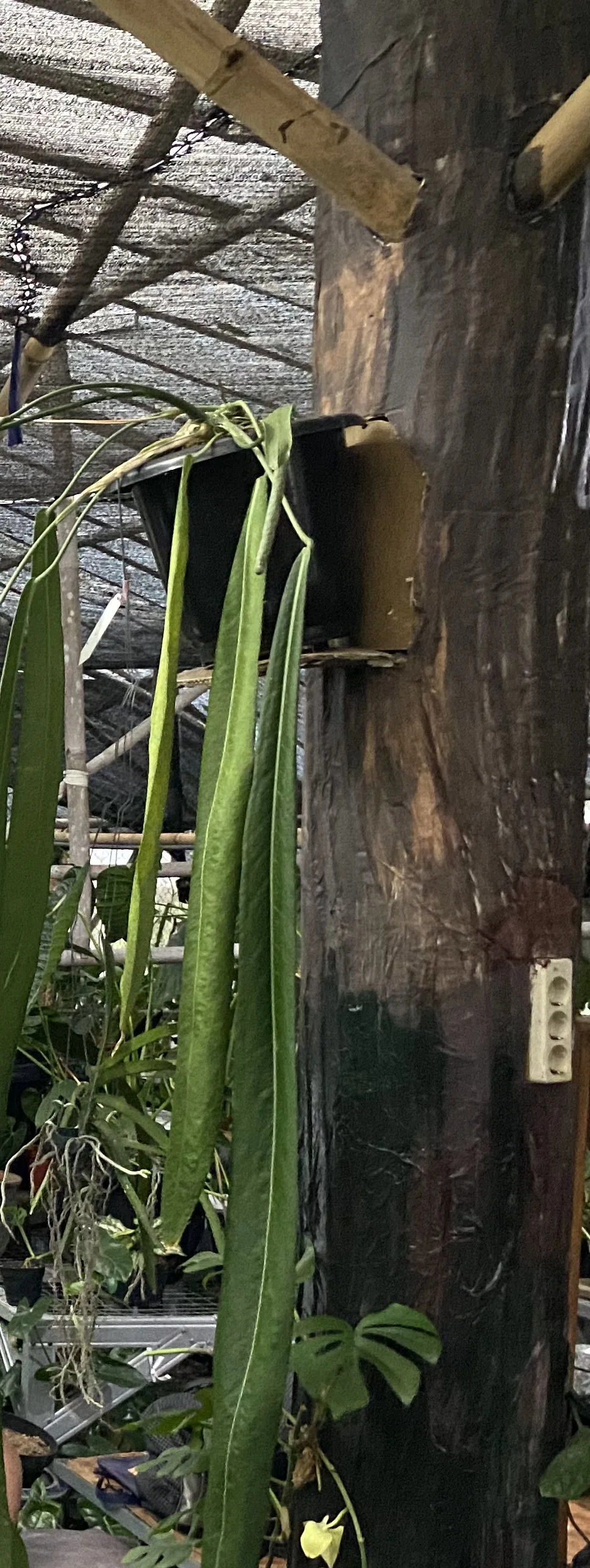 Vegetasi di dalam greenhouse