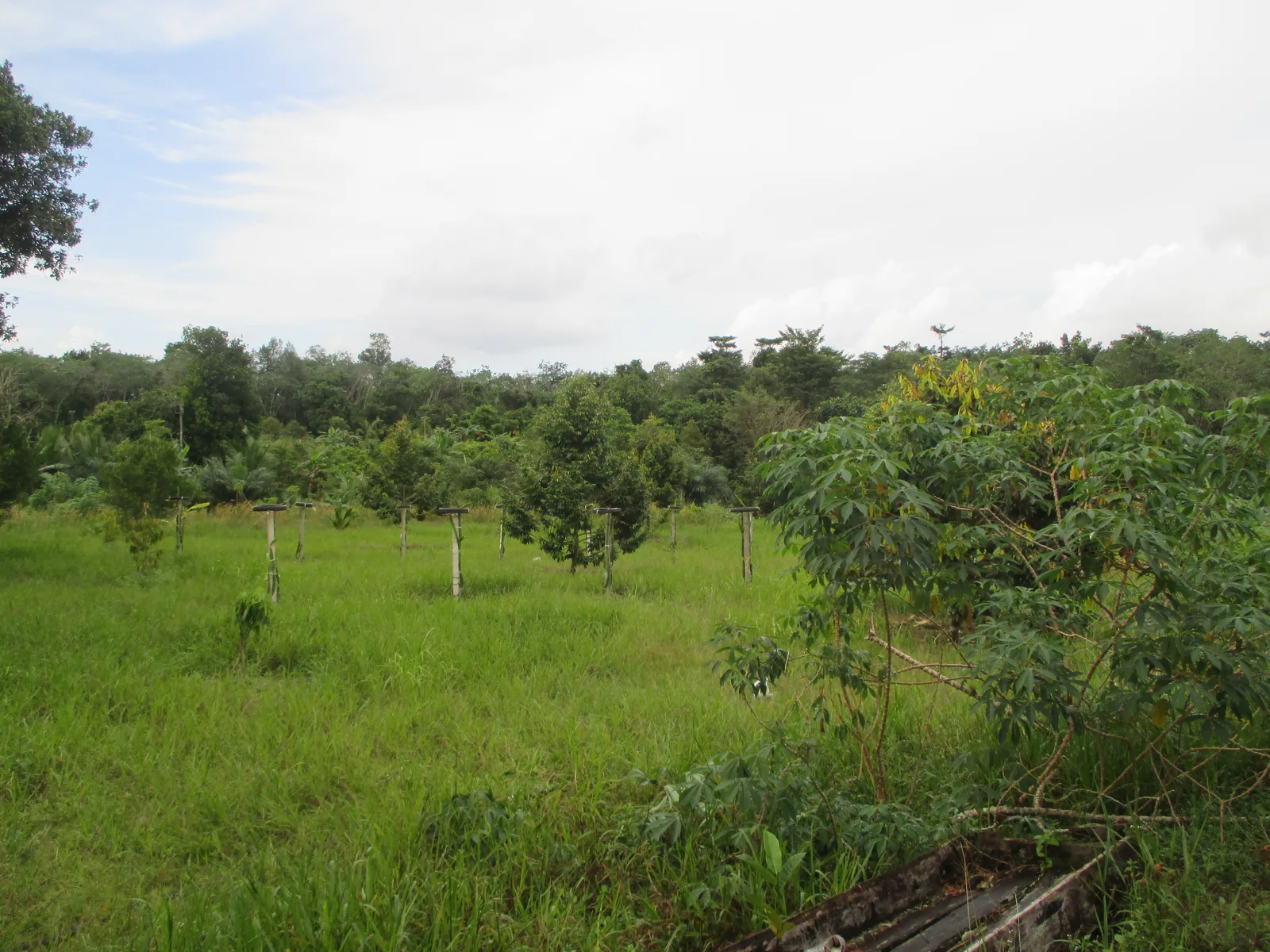 Konteks lapangan lain dari Tapanuli, Sumatera Utara
