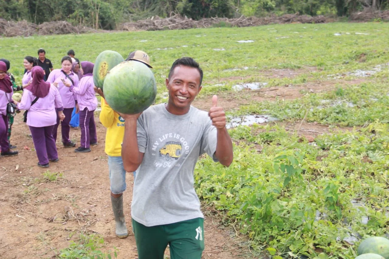 Panen melon di Tanjung Pinang